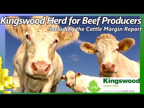 Kingswood Herd Beef Margins
