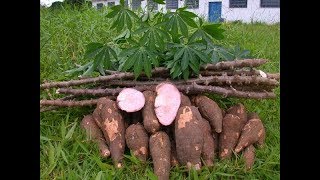 Good News: 1 Million Tons of Cassava to be Exported to China, $10 Million Invested Good News: 1 Million Tons of Cassava to be Exported to China, $10 Million Invested