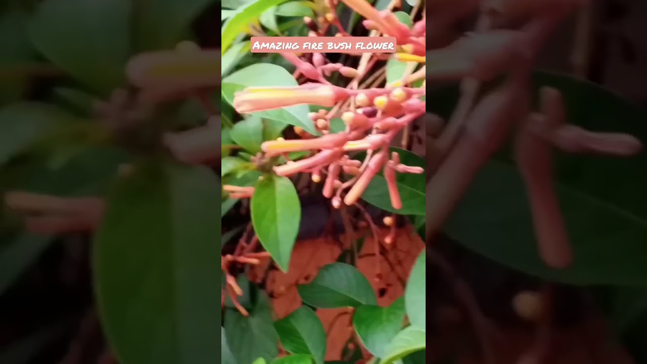 amazing fire bush ornamental plant