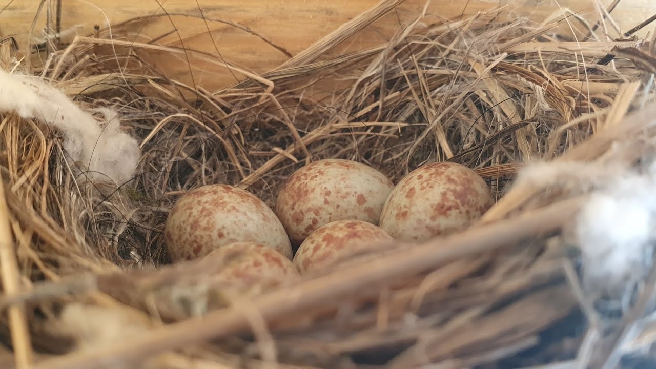 Догадайтесь! Где свили гнездо пернатые? - YouTube