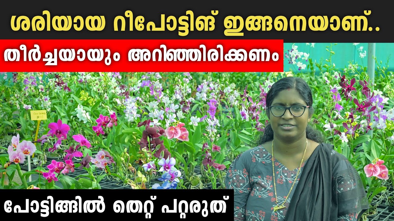 തുടക്കത്തിലെ ശ്രദ്ധിച്ചാൽ ചട്ടി നിറയെ പൂക്കൾ കിട്ടും | Orchid potting & caring  Malayalam