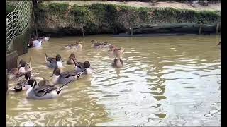 KILKUYRUK Kılkuyruk ördek se #kılkuyruk #duck #travel #duck #ytdayibenionecikarnolur #birds #goose #