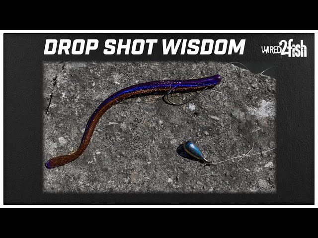 Drop Shot Rig Fishing and Rigging Tips - Wired2Fish