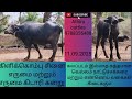 2-விற்பனை பதிவுகள் 4-ம் ஈத்து கிளிக்கொம்பு சினை எருமை மற்றும் எருமை கிடாரி கன்று@athiracattles4372