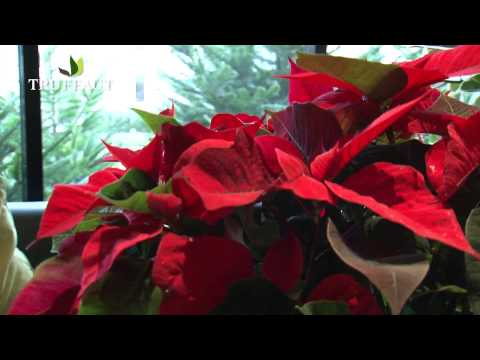 Vidéo: Comment faire fleurir un poinsettia ? Fleurs d'intérieur : soin, entretien