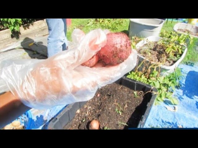 ⁣Harvesting Over 39 Pounds Of Food  From Backyard Container Garden