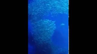 shark monterey bay