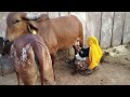 Wonderful gir cow or cow milking by village women