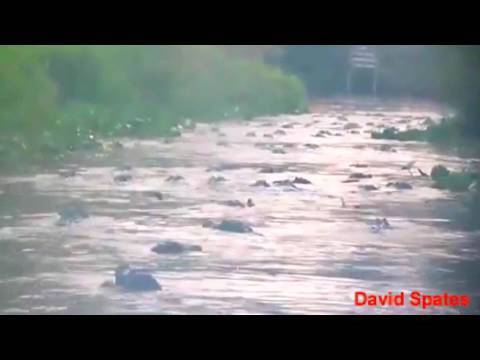 Alligator Feeding Frenzy In Georgia Okefenokee Swamp DSTWD ( David Spates )