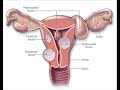 Mayo Clinic Minute - Nonsurgical treatment for uterine fibroids