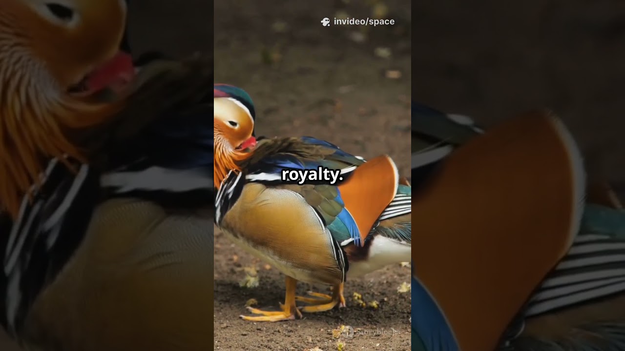 Top 10 Most Colourful Birds in the world 🤩 