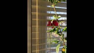 Hibiscus  ?  flower surprise in the morning  هدية تفتح زهرة الخبيزة الحمراء  مع فتح الشباك