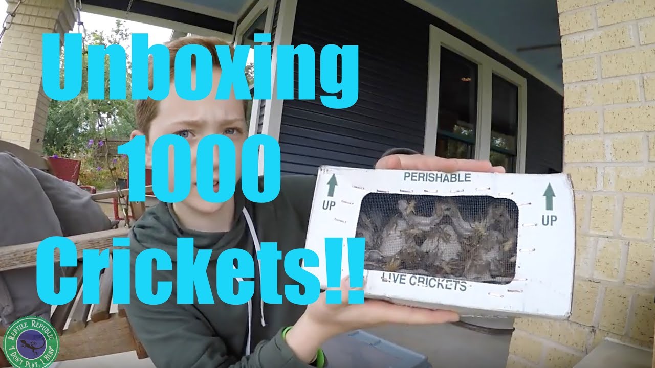 Unboxing 1000 Crickets!! YouTube