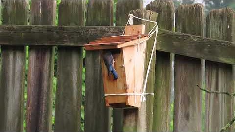 Eastern Bluebird video 7.9.21