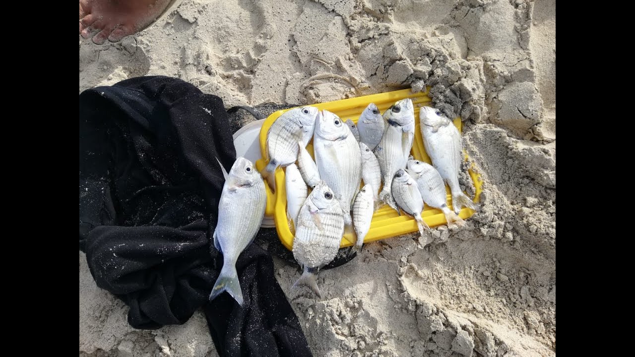 #الصيد#السمك#الدنيس#                    لقاء تعليمى فى المرمى من البداية إلى الادمان فى يوم