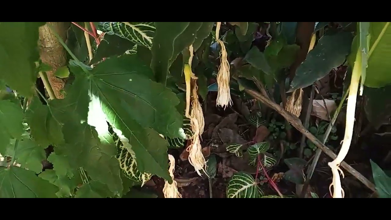 Tour pelo Jardim   Como o Sol castiga as plantas