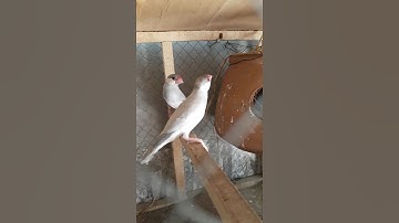 java sparrows #java #birds #viral #trending #shorts #short #cute #like