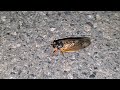 i found a cicada