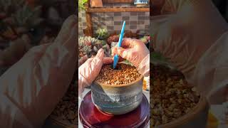 How to Repot Succulents: Easy Step-by-Step Guide! 🪴