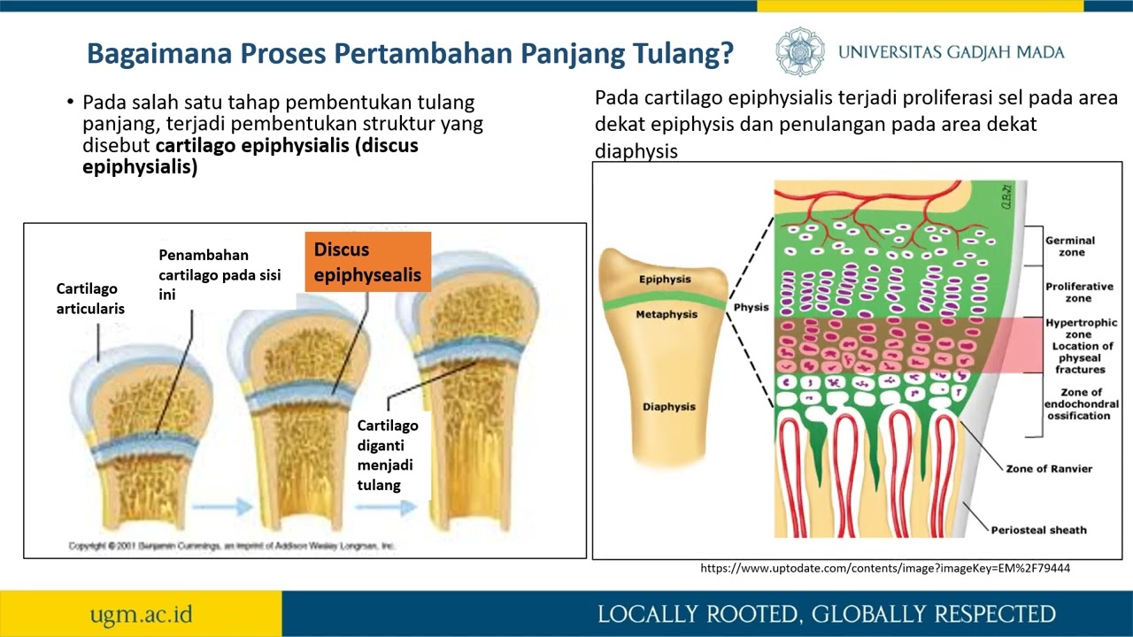 Tor bel va keng kestirib striptiz