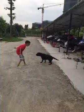 Chinese-ganggu anjing