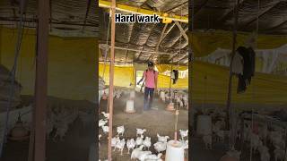 Hard work 😓🐓 Murgi farm bussiness 💸🐓 #farming #poultryfarming #hardwork #kamranvlogs100