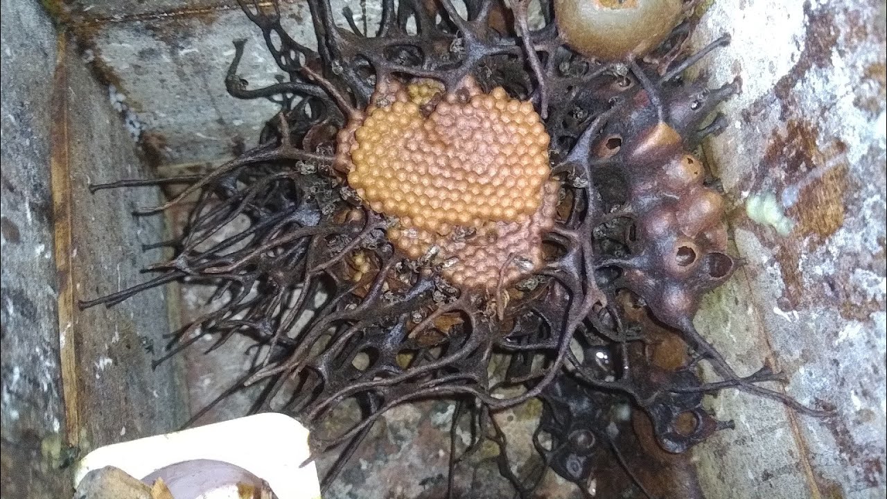 MIRIM GUAÇU - MAIS UMA NOVA ESPÉCIE NO MELIPONÁRIO YRAPTÃ