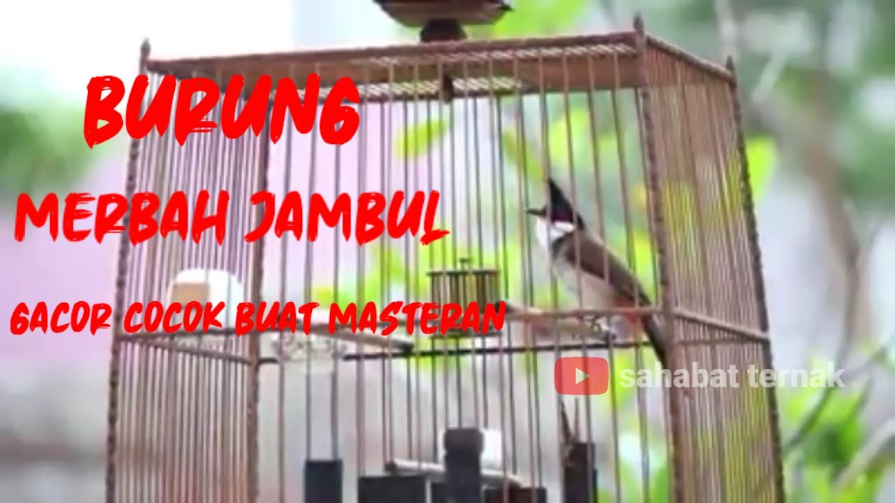 Kicau burung merbah jambul gacor 