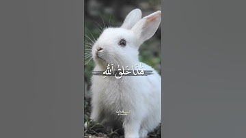 هَٰذَا خَلۡقُ ٱللَّهِ ~ من أجمل تلاوات غريد الحرم د. ياسر الدوسري 😍👌 ~ مناسبة لحالات الواتساب
