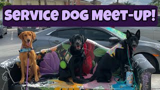 Service Dog Meet Up! (training through adolescence)