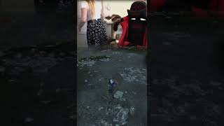 ONLY Up Streamer Scares Cat