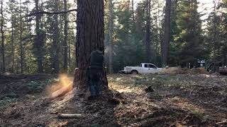 Granddaddy Tree Removal  Lot Clearing Coeur d'Alene Builders Idaho