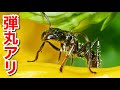 南米で最も恐れられている"弾丸アリ"ことパラポネラがヤバ過ぎる