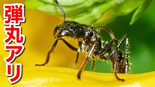 南米で最も恐れられている'弾丸アリ'ことパラポネラがヤバ過ぎる