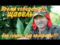 Время собирать: ЩАВЕЛЬ!!! Для сушки, для приправы!!!