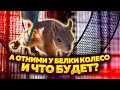 А отними у белки колесо и что будет? Вообще коньки отбросит.