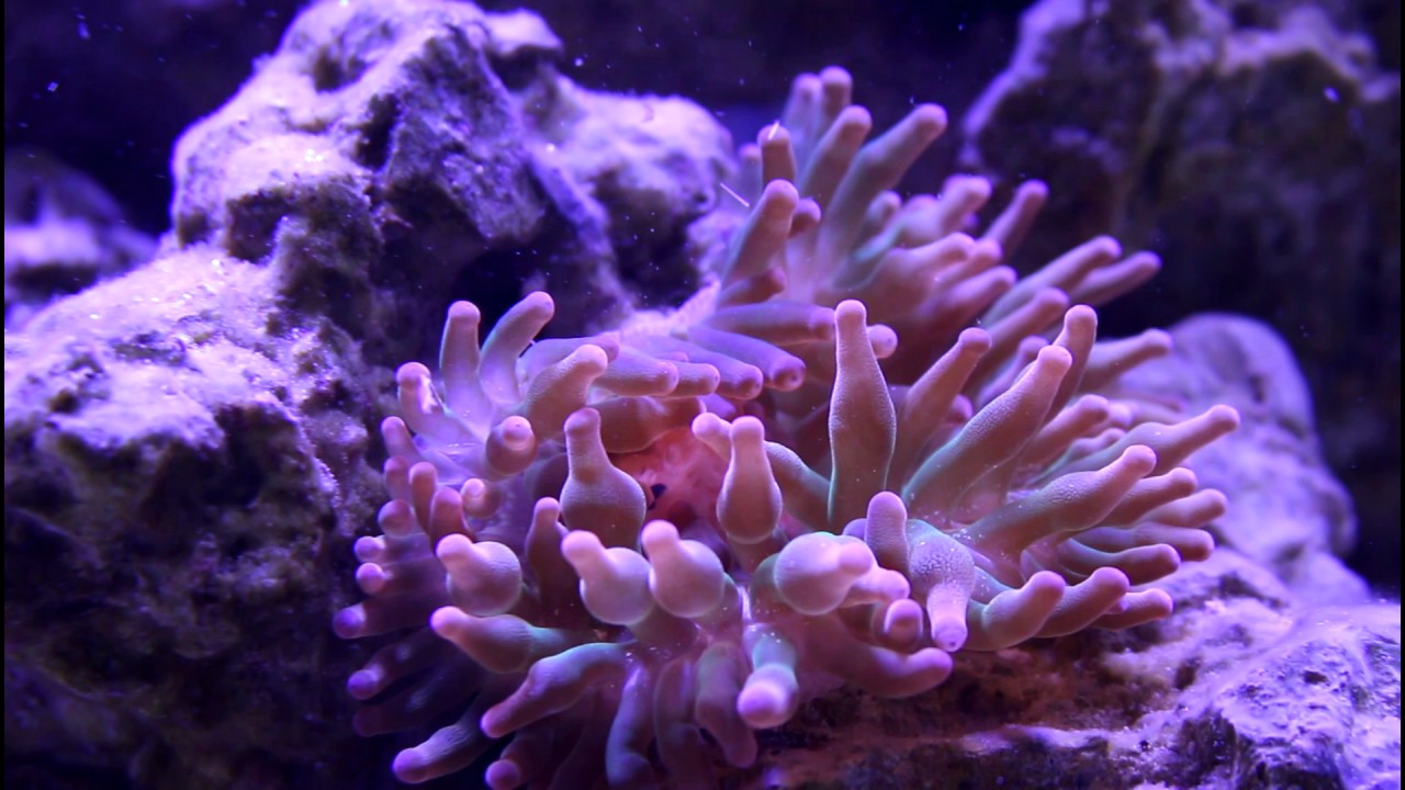 Rose Tip Bubble Anemone Eating Some Krill YouTube