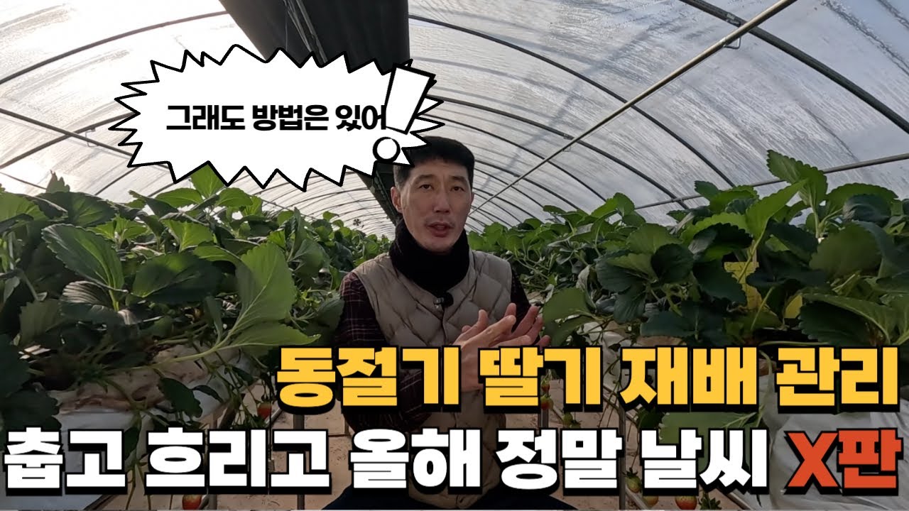 추운 동절기 딸기 재배 관리 방법