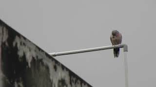 珠頸斑鳩2(20180907)