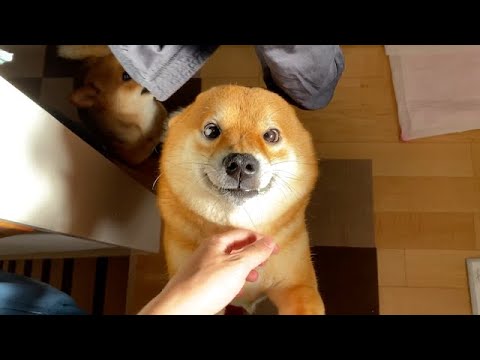 飼い主2人が外出した時、柴犬の反応に感動。