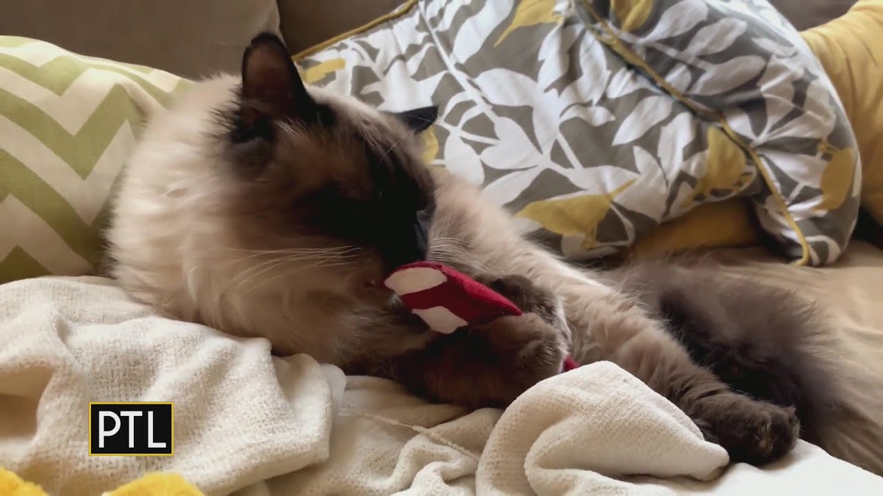 Marvin's Minute: National Bring Your Cat to Work Day