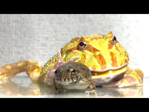 A quick frog / Pacman frog , African bullfrog【LIVE FEEDING】