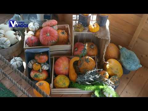 Pumpkin patch a Pignataro Maggiore