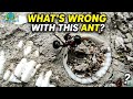 What do you think happened to this ant? 🤔