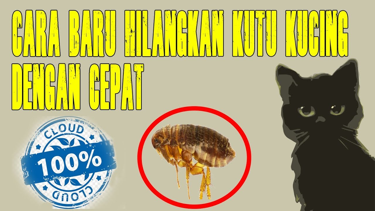 Cara Hilangkan Kurap Pada Kucing