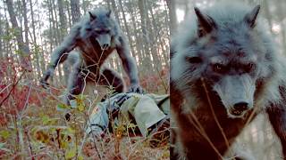 Park Ranger's Body Cam Footage Shows CHILLING Dogman Encounter | Olympic National Park
