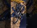 They don't make them much prettier than that - Gooty Sapphire Ornamental - Poecilotheria metallica
