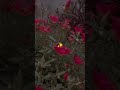 #flowers #aesthetic #nature #foryou #viralvideo #likeandsubscribe