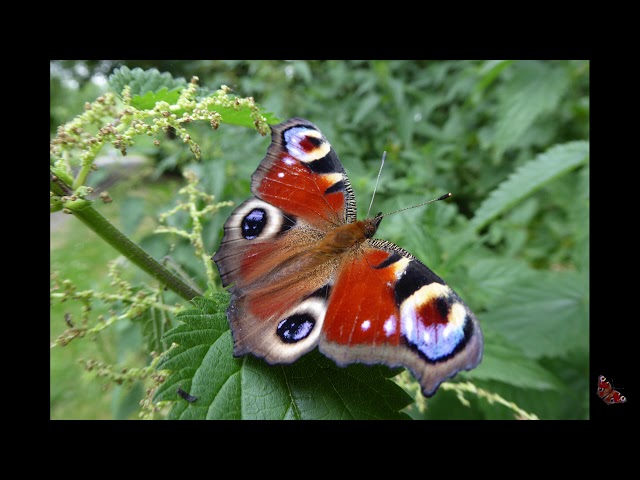 Rusałka Pawik hodowla. Peacock butterfly.  Home breeding. class=