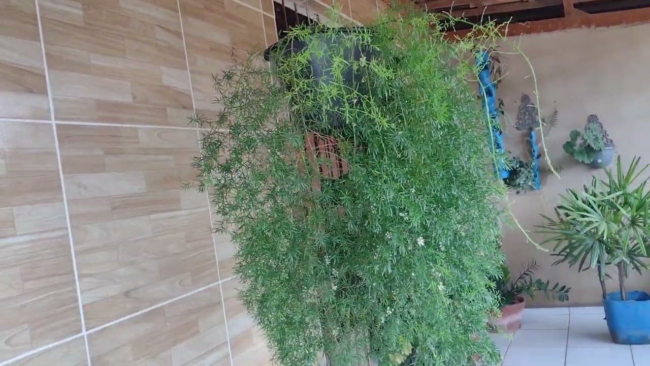 dicas do aspargo alfinete e ele está cheio de botões para se abrir 🥰💞